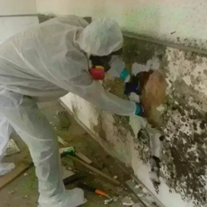 Mold Remediation and Removal in Montague, MI